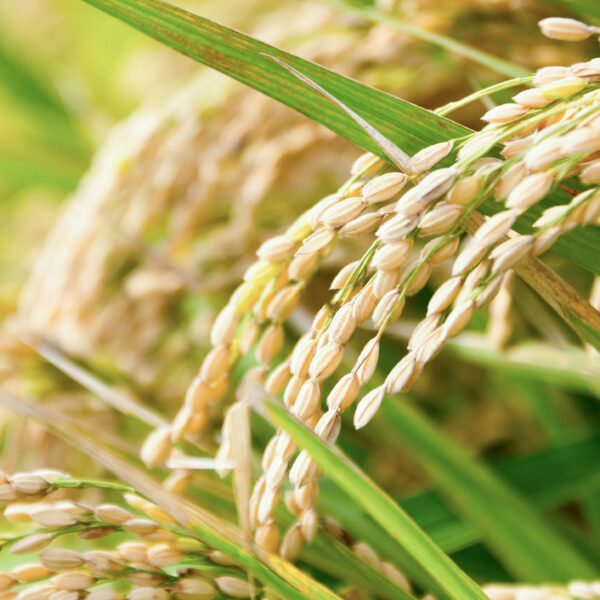 年末年始一時休止のお知らせ